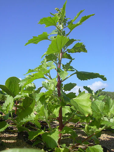 Chenopodiastrum murale